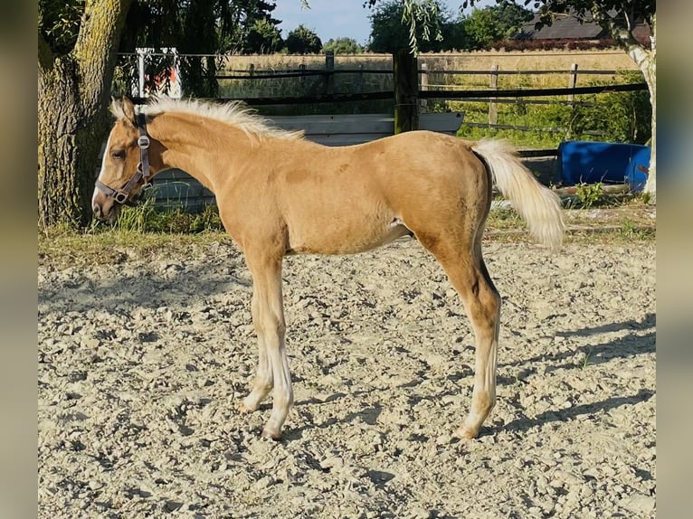 Deutsches Reitpony Hengst Fohlen (04/2026) 148 cm Palomino in Alpen