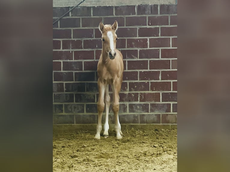 Deutsches Reitpony Hengst Fohlen (04/2026) 148 cm Palomino in Alpen