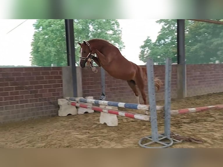 Deutsches Reitpony Hengst Fohlen (04/2026) 148 cm Palomino in Alpen
