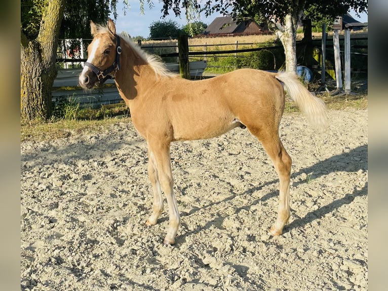 Deutsches Reitpony Hengst Fohlen (04/2026) 148 cm Palomino in Alpen