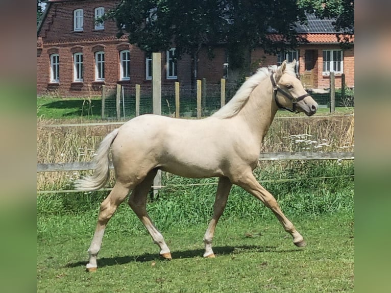 Deutsches Reitpony Hengst Fohlen (04/2025) 148 cm Palomino in Neuhaus