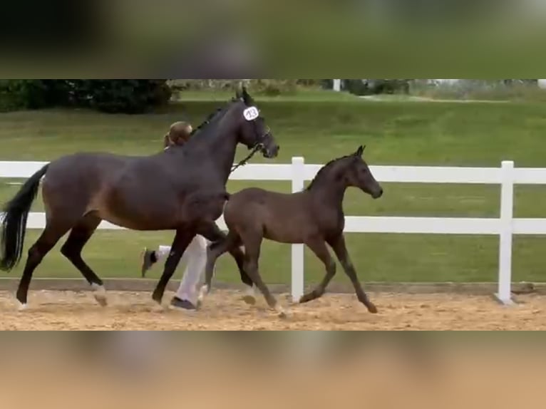 Deutsches Reitpony Hengst Fohlen (06/2026) 148 cm Rappe in Eberfing