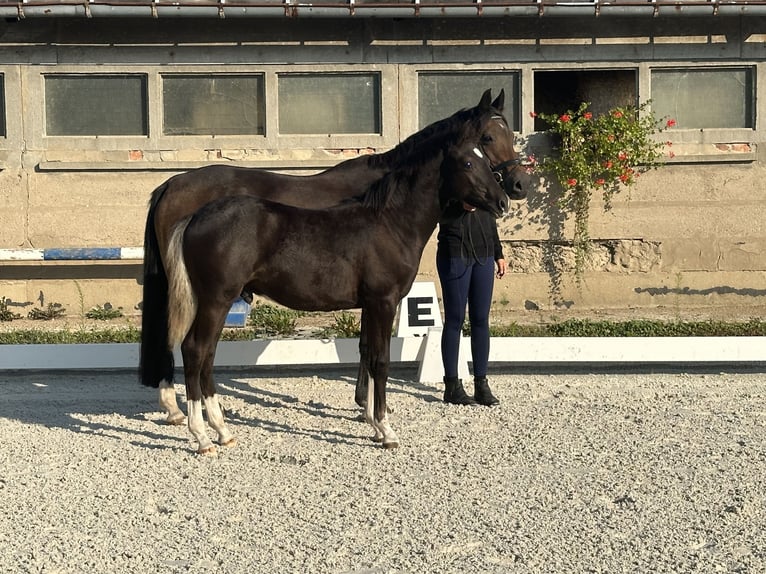 Deutsches Reitpony Hengst Fohlen (04/2024) 148 cm Rappe in Klingenberg