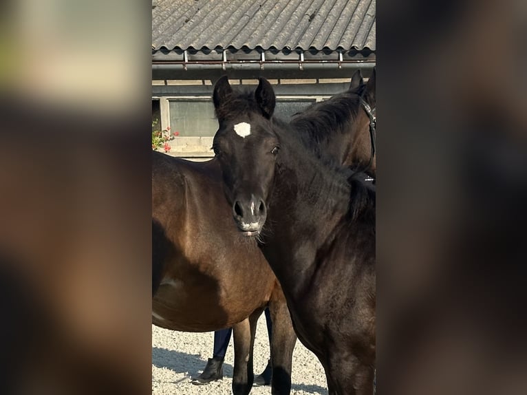 Deutsches Reitpony Hengst Fohlen (04/2024) 148 cm Rappe in Klingenberg