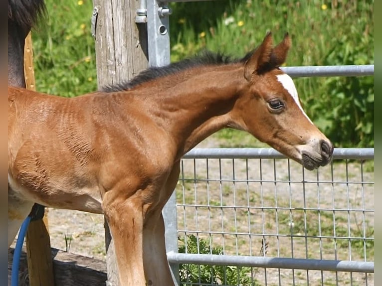 Deutsches Reitpony Mix Hengst  148 cm Rotbrauner in Pencader