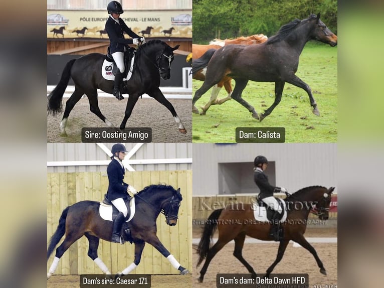 Deutsches Reitpony Mix Hengst  148 cm Rotbrauner in Pencader