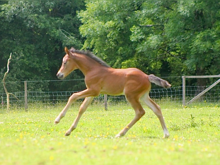 Deutsches Reitpony Mix Hengst  148 cm Rotbrauner in Pencader