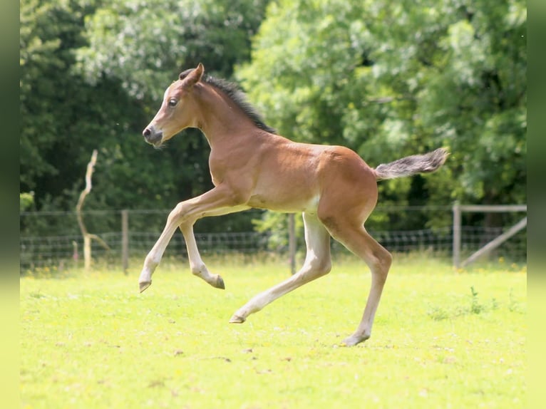 Deutsches Reitpony Mix Hengst  148 cm Rotbrauner in Pencader