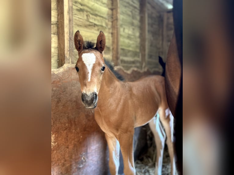Deutsches Reitpony Mix Hengst  148 cm Rotbrauner in Pencader