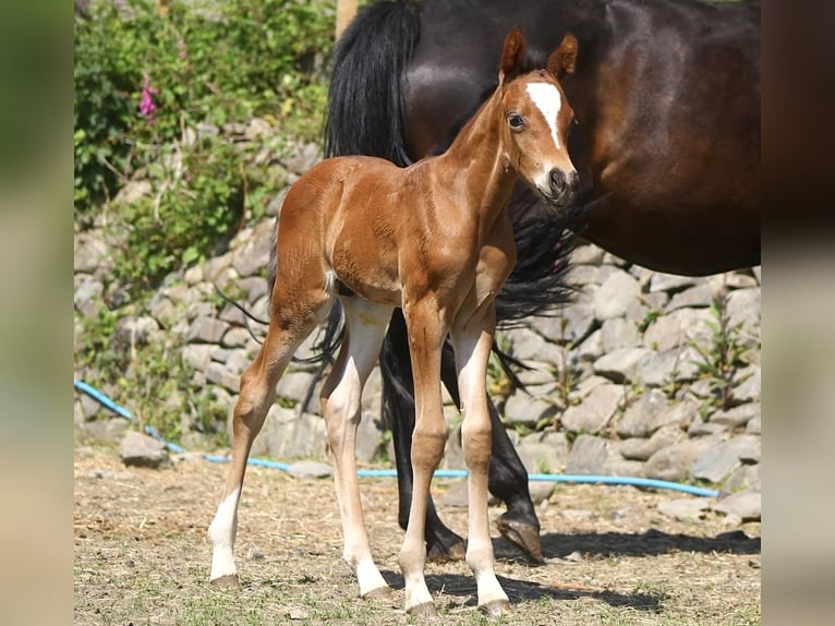 Deutsches Reitpony Mix Hengst  148 cm Rotbrauner in Pencader