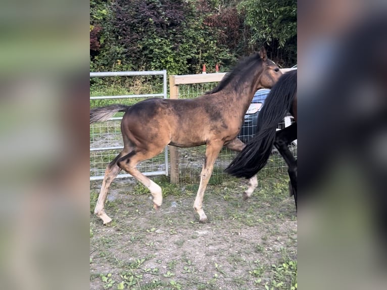 Deutsches Reitpony Hengst Fohlen (05/2025) 148 cm Rotbrauner in Pencader