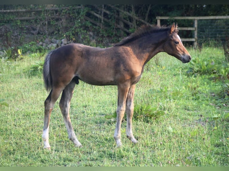 Deutsches Reitpony Hengst Fohlen (05/2025) 148 cm Rotbrauner in Pencader