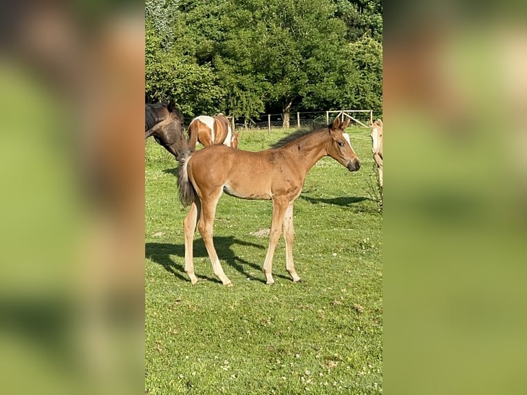 Deutsches Reitpony Hengst Fohlen (05/2025) 148 cm Rotbrauner in Pencader