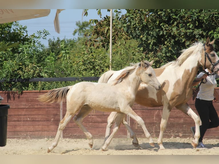Deutsches Reitpony Hengst Fohlen (03/2025) 148 cm Schecke in Rees
