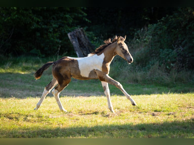 Deutsches Reitpony Hengst Fohlen (06/2025) 148 cm Schecke in Essen