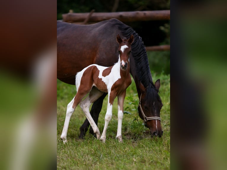 Deutsches Reitpony Hengst Fohlen (05/2024) 148 cm Schecke in Solingen