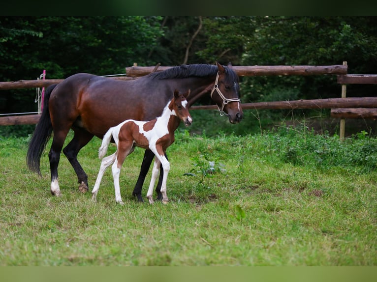 Deutsches Reitpony Hengst Fohlen (05/2024) 148 cm Schecke in Solingen