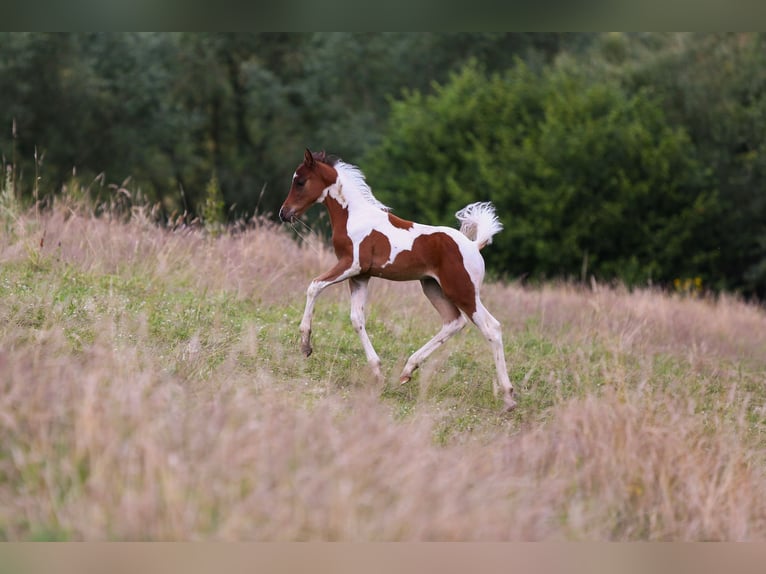 Deutsches Reitpony Hengst Fohlen (05/2024) 148 cm Schecke in Solingen