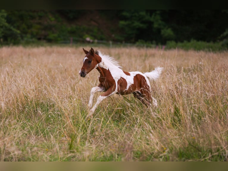 Deutsches Reitpony Hengst Fohlen (05/2024) 148 cm Schecke in Solingen