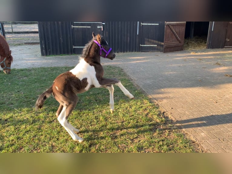 Deutsches Reitpony Hengst Fohlen (03/2024) 148 cm Schecke in Wittendörp