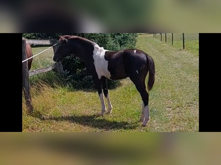 Deutsches Reitpony Hengst Fohlen (03/2024) 148 cm Schecke in Wittendörp