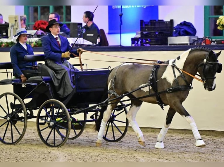 Deutsches Reitpony Hengst Fohlen (03/2024) 148 cm Schecke in Wittendörp