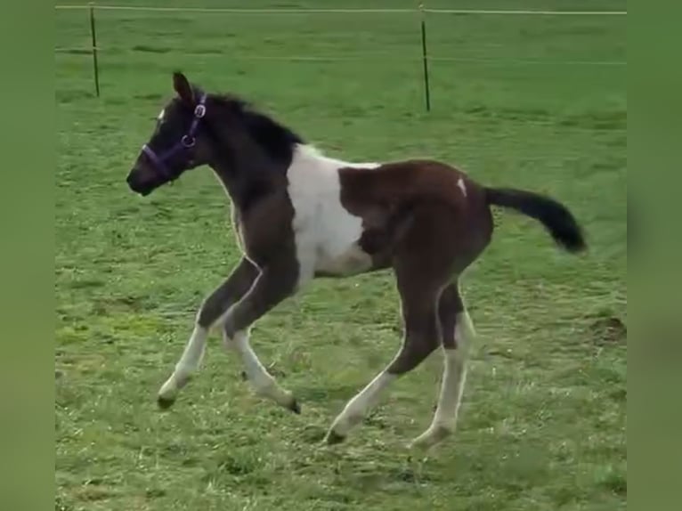 Deutsches Reitpony Hengst Fohlen (03/2024) 148 cm Schecke in Wittendörp