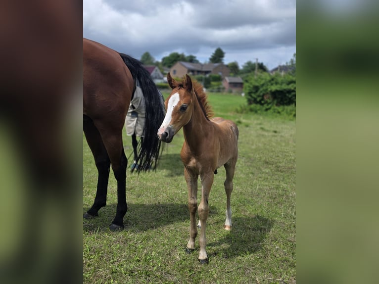 Deutsches Reitpony Hengst Fohlen (06/2026) 148 cm Schimmel in Büdelsdorf