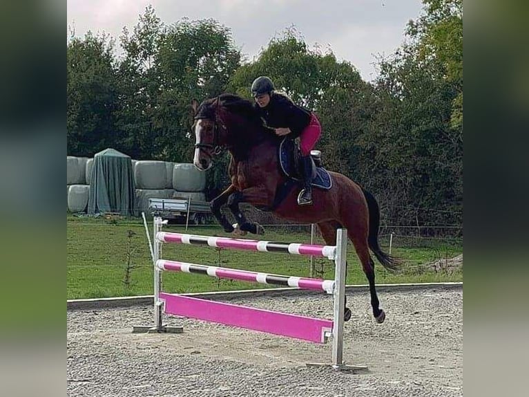 Deutsches Reitpony Hengst Fohlen (06/2026) 148 cm Schimmel in Büdelsdorf