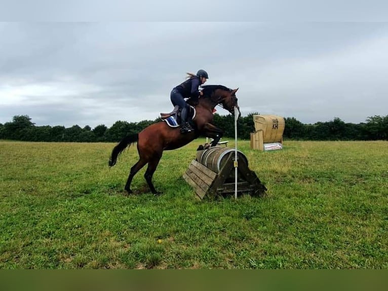 Deutsches Reitpony Hengst Fohlen (06/2026) 148 cm Schimmel in Büdelsdorf
