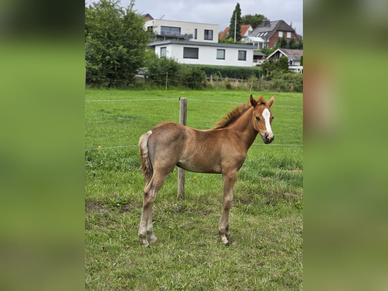 Deutsches Reitpony Hengst Fohlen (06/2026) 148 cm Schimmel in Büdelsdorf