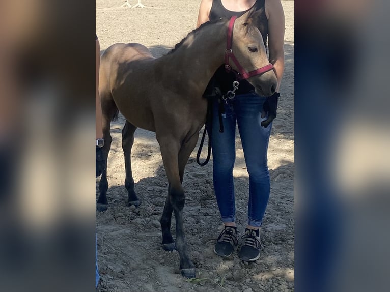 Deutsches Reitpony Hengst Fohlen (05/2026) 148 cm Schimmel in AnröchteAltenmellrich