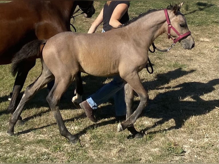 Deutsches Reitpony Hengst Fohlen (05/2026) 148 cm Schimmel in AnröchteAltenmellrich