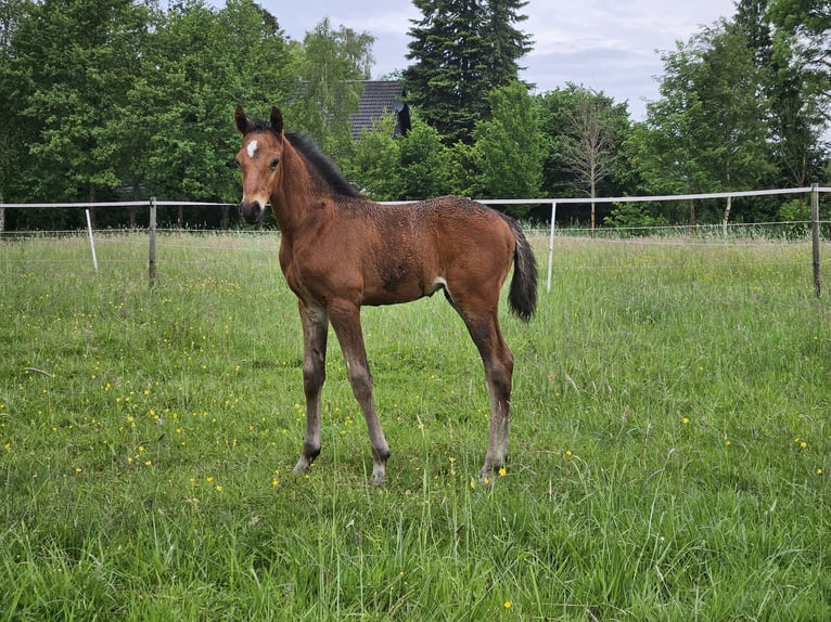 Deutsches Reitpony Hengst Fohlen (04/2024) 148 cm Schwarzbrauner in Visselhövede