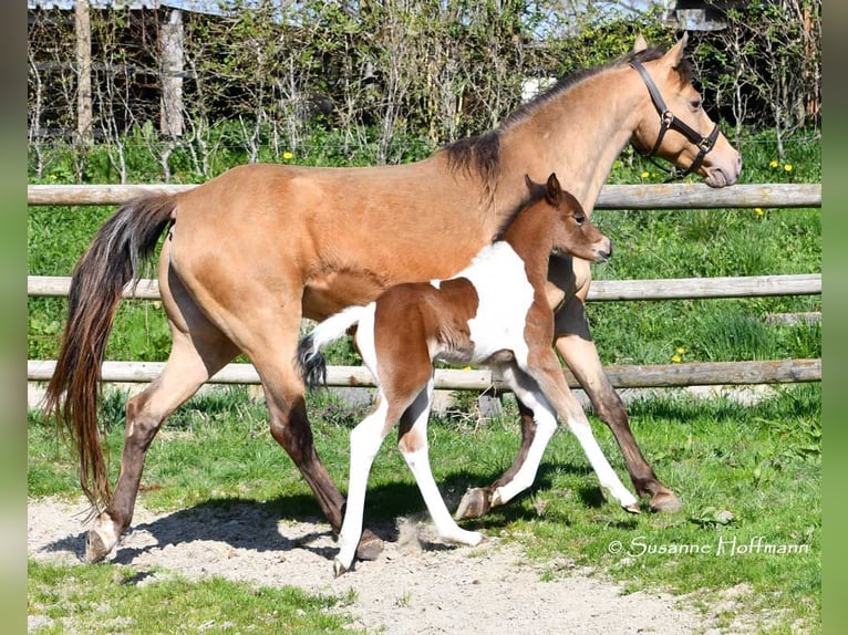 Deutsches Reitpony Hengst  148 cm Tobiano-alle-Farben in G&#xF6;denrothM&#xF6;rsdorf