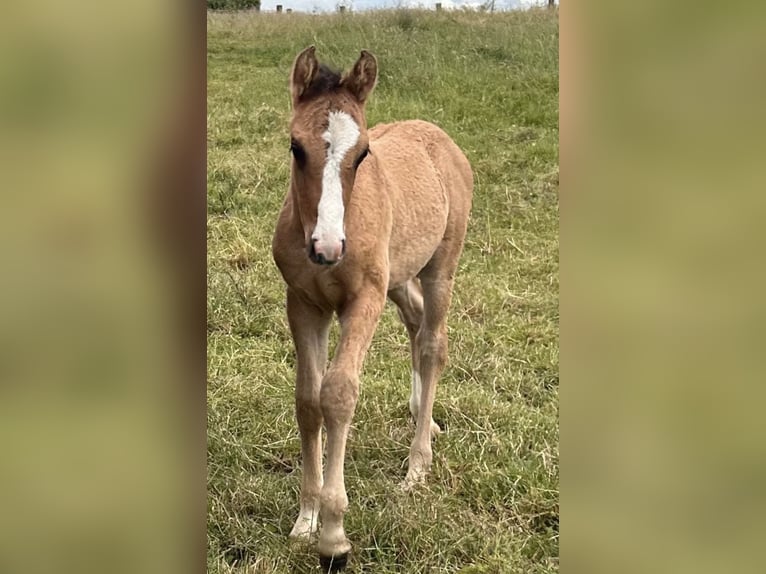 Deutsches Reitpony Hengst Fohlen (04/2026) 149 cm Falbe in Rommerskirchen
