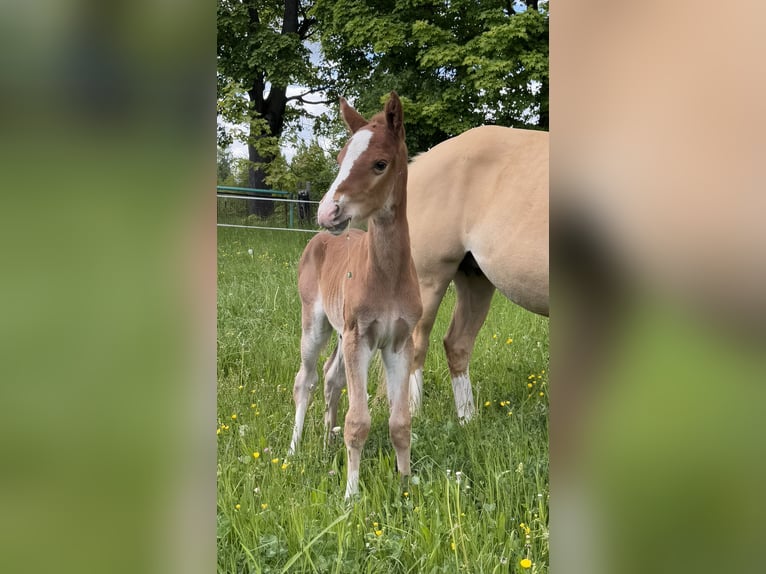 Deutsches Reitpony Hengst  149 cm Fuchs in Falkenstein/Vogtland