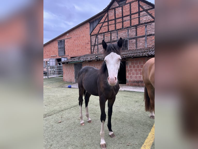 Deutsches Reitpony Mix Hengst Fohlen (01/2025) 150 cm Rappe in Burghaun