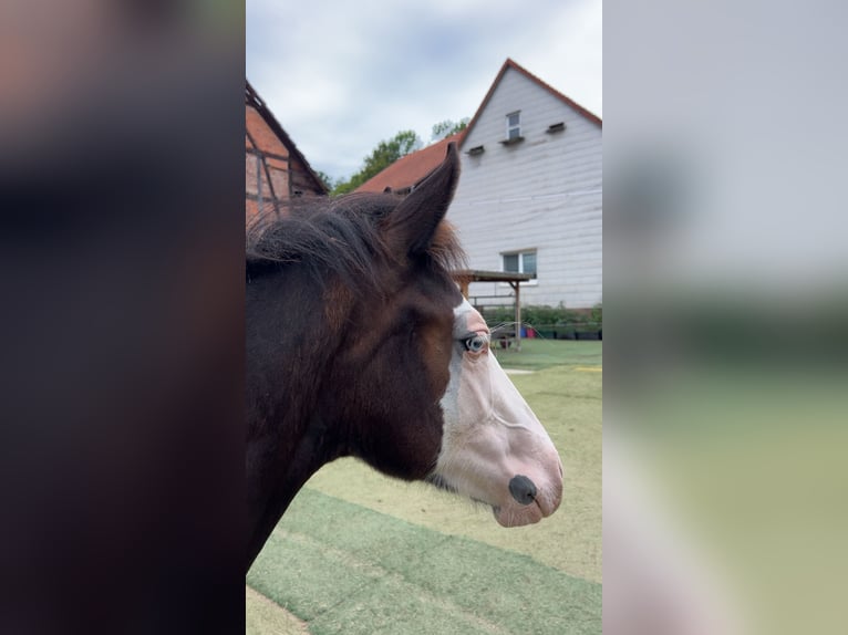 Deutsches Reitpony Mix Hengst Fohlen (01/2025) 150 cm Rappe in Burghaun