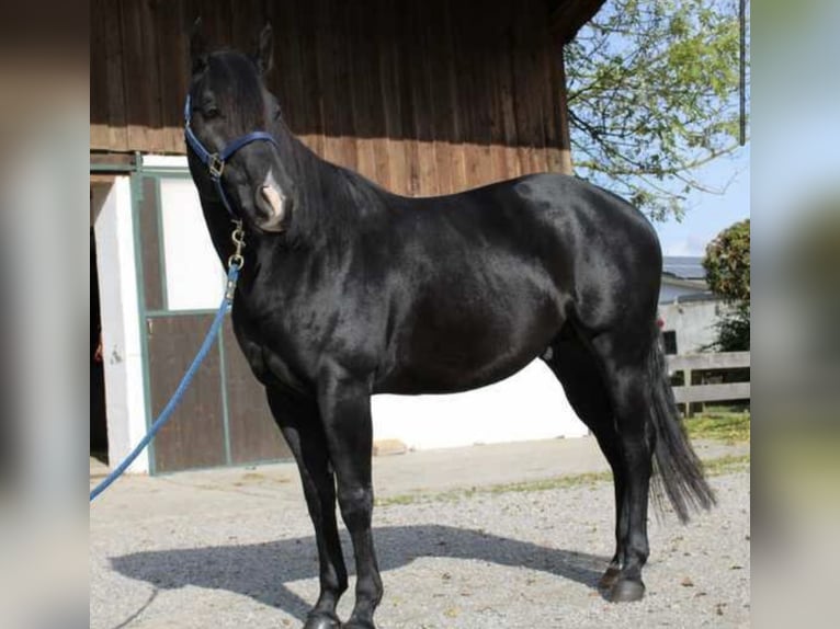 Deutsches Reitpony Mix Hengst Fohlen (01/2025) 150 cm Rappe in Burghaun