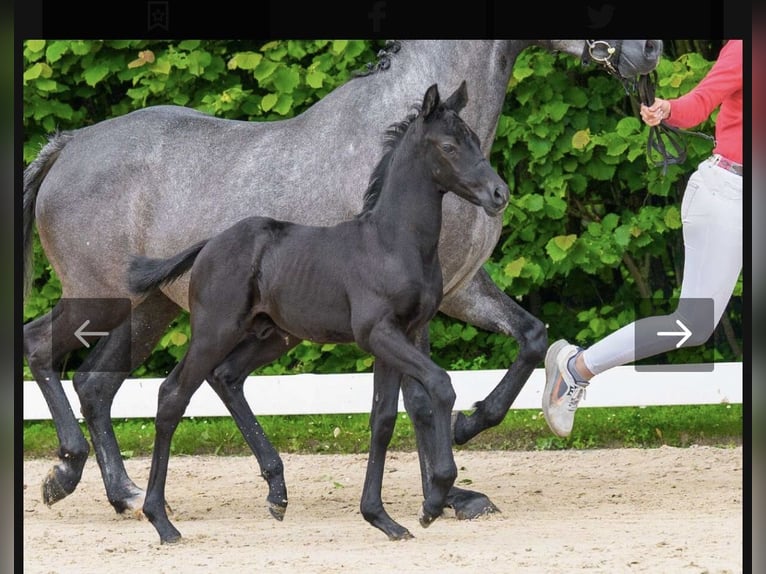 Deutsches Reitpony Hengst Fohlen (05/2026) 151 cm Rappe in Moringen