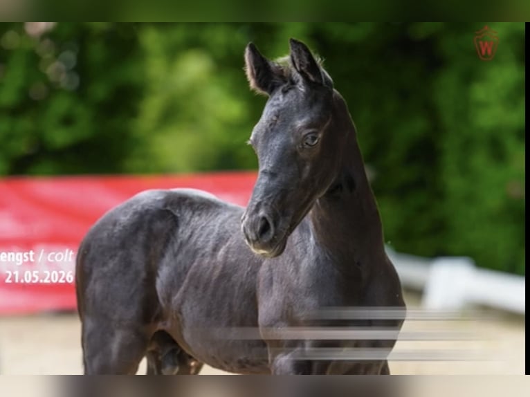 Deutsches Reitpony Hengst Fohlen (05/2026) 151 cm Rappe in Moringen