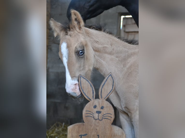 Deutsches Reitpony Hengst Fohlen (04/2026) 155 cm Buckskin in Langwedel