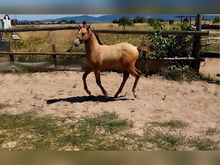 Deutsches Reitpony Hengst Fohlen (05/2026) 155 cm Dunalino in PLANKSTADT