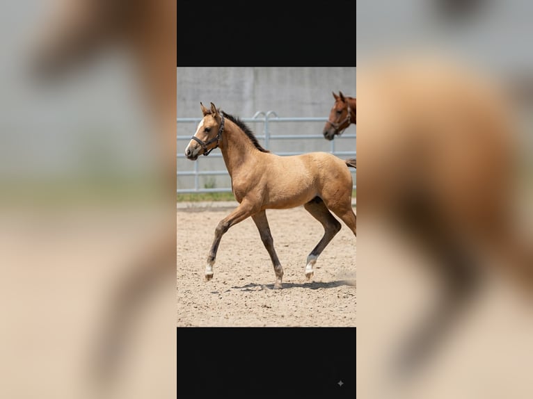 Deutsches Reitpony Hengst Fohlen (05/2026) 155 cm Falbe in Plankstadt
