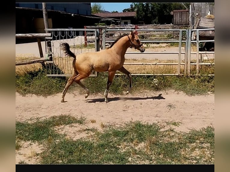 Deutsches Reitpony Hengst Fohlen (05/2026) 155 cm Falbe in Plankstadt