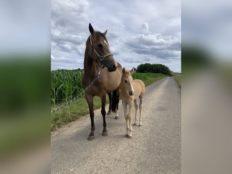 Deutsches Reitpony Hengst Fohlen (05/2024) 155 cm Palomino in Gelnhausen