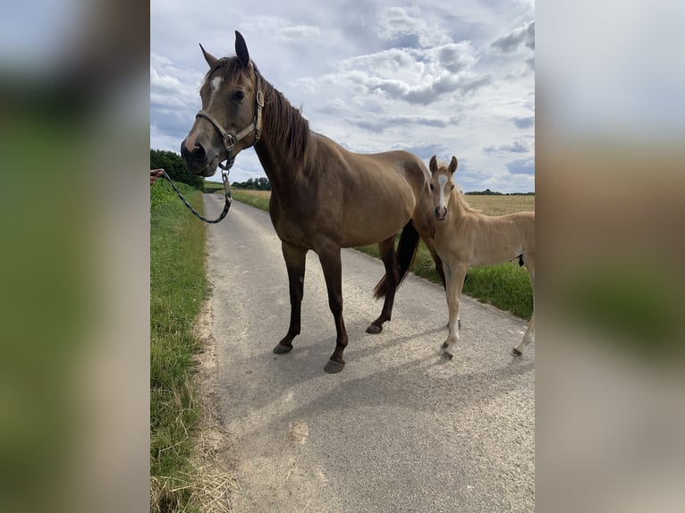 Deutsches Reitpony Hengst Fohlen (05/2024) 155 cm Palomino in Gelnhausen