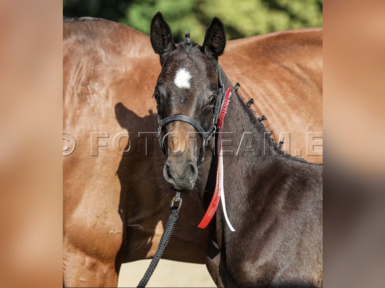 Deutsches Reitpony Hengst Fohlen (06/2025) 155 cm in Gresten