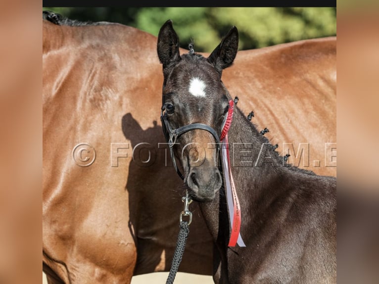 Deutsches Reitpony Hengst Fohlen (06/2025) 155 cm in Gresten